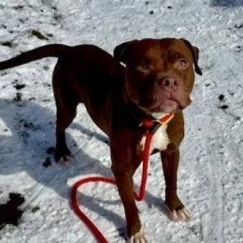 Pit Bull Terrier Dogs Available for Adoption - Princessa | PetCurious