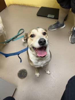 Australian Cattle Dog Blue Heeler Dogs Available for Adoption - Munchkin | PetCurious