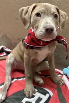 Pit Bull Terrier Dogs Available for Adoption - DJANGO | PetCurious