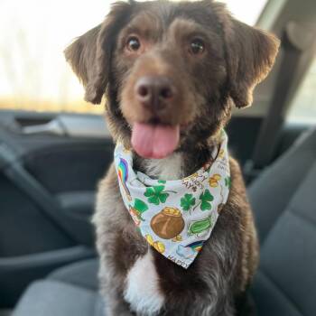Tootsie Roll -  Poodle and Mixed Breed Dog for Adoption in Muncie, Indiana - Tootsie Roll | PetCurious