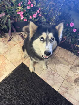 Rescue Husky Dogs for Adoption in Leavenworth, Kansas - Seyla | PetCurious
