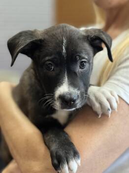 Prince Hans -  Black Labrador Retriever and Terrier Dog for Adoption in Los Angeles, California - Prince Hans | PetCurious