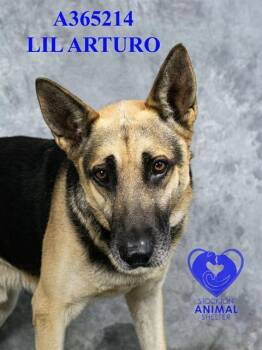 Rescue German Shepherd Dog Dogs for Adoption in Stockton, California - LIL ARTURO | PetCurious