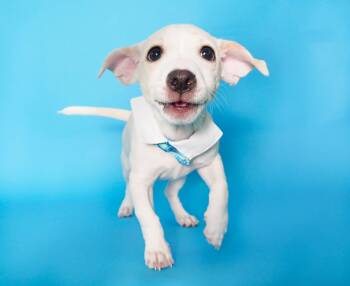 Wasabi -  Terrier and Chihuahua Dog for Adoption in Phoenix, Arizona - Wasabi | PetCurious