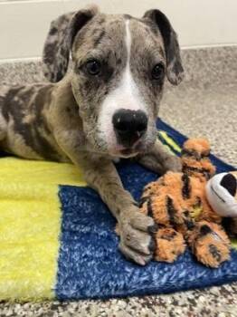 Kobe -  Pit Bull Terrier and Mixed Breed Dog for Adoption in Westland, Michigan - Kobe | PetCurious