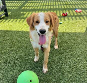 Baxter -  Border Collie and Labrador Retriever Dog for Adoption in San Diego, California - Baxter | PetCurious