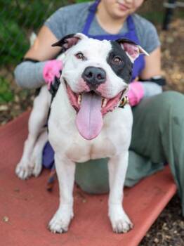 Basketball -  Mixed Breed Dog for Adoption in Chamblee, Georgia - Basketball | PetCurious