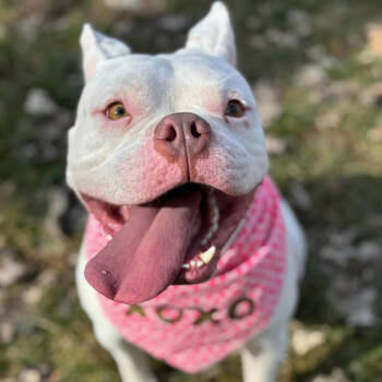 Rescue American Bulldog and Boxer Dogs for Adoption in St. Peters, Missouri - Bowser | PetCurious