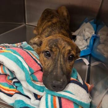 Stan -  Mixed Breed Dog for Adoption in Columbus, Georgia - Stan | PetCurious