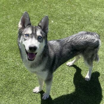 Husky Dogs Available for Adoption in Flagstaff, Arizona - Luna | PetCurious