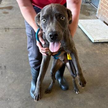 Tobias -  Cane Corso Dog for Adoption in Birmingham, Alabama - Tobias | PetCurious