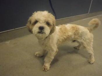 TOTO -  Shih Tzu Dog Available for Adoption in Doral, Florida - TOTO | PetCurious