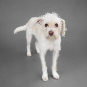 Carl -  Poodle and Mixed Breed Dog for Adoption in Hardeeville, South Carolina - Carl | PetCurious