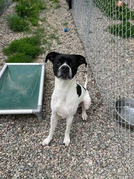 Chance -  Boxer and Mixed Breed Dog for Adoption in Virginia, Minnesota - Chance | PetCurious