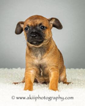 Dewey - Puppy - Coming Late August -  Chihuahua Dog for Adoption in Plano, Texas - Dewey - Puppy - Coming Late August | PetCurious