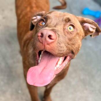 Chessman -  Mixed Breed Dog for Adoption in Wheeling, Illinois - Chessman | PetCurious