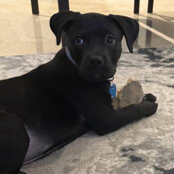 Alma -  Pit Bull Terrier and Black Labrador Retriever Dog for Adoption in Fort Lauderdale, Florida - Alma | PetCurious