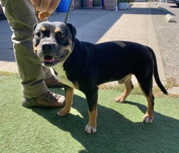 Arby -  American Staffordshire Terrier Dog for Adoption in Grass Valley, California - Arby | PetCurious