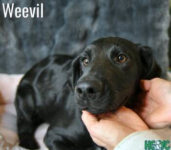 Labrador Retriever and Spaniel Dogs Available for Adoption in Fort Mill, South Carolina - Logan | PetCurious