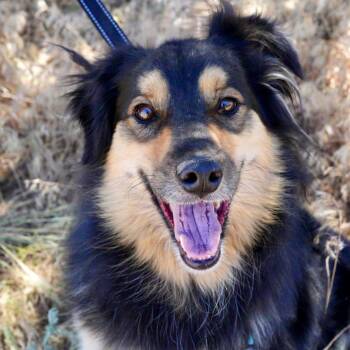 Henry -  Australian Shepherd Dog for Adoption in Pagosa Springs, Colorado - Henry | PetCurious