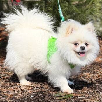 Pomeranian Dogs Available for Adoption - Coconut | PetCurious