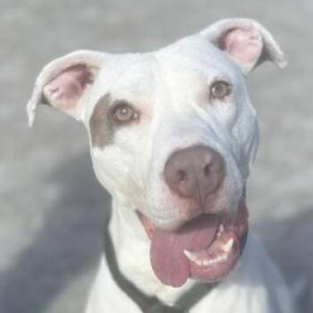 Rescue Pit Bull Terrier Dogs for Adoption in Philadelphia, Pennsylvania - Goosey Zeus | PetCurious