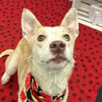 Izzy -  Husky and Mixed Breed Dog for Adoption in Metamora, Michigan - Izzy | PetCurious