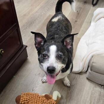 Mia -  Jack Russell Terrier Dog for Adoption in Georgetown, Kentucky - Mia | PetCurious
