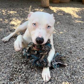 Gojo -  Mixed Breed Dog for Adoption in Fairport, New York - Gojo | PetCurious