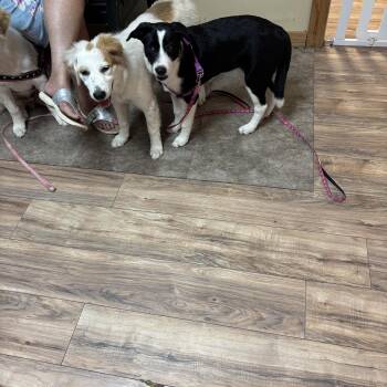 Rescue Great Pyrenees and Border Collie Dogs for Adoption in Haslet, Texas - Calli | PetCurious