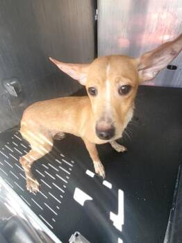 TOMMY -  Chihuahua Dog for Adoption in San Antonio, Texas - TOMMY | PetCurious