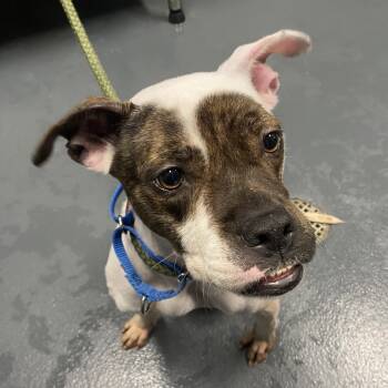 Rescue Mixed Breed Dogs for Adoption in Allentown, Pennsylvania - Thimble | PetCurious