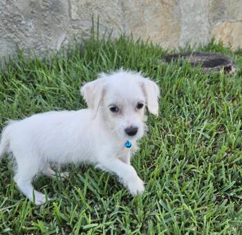 Rescue Terrier Dogs for Adoption - Snow-ball | PetCurious