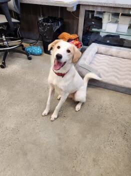 Rescue Retriever Dogs for Adoption in New Rochelle, New York - Jubilee | PetCurious