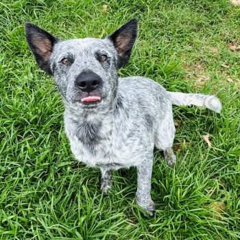 Cattle Dog and Mixed Breed Dogs Available for Adoption in Brownsboro, Alabama - Pepperoni | PetCurious