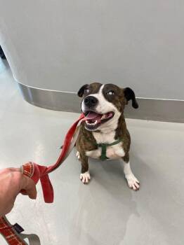Pit Bull Terrier Dogs Available for Adoption in Rockaway, New Jersey - Stevie Albania | PetCurious