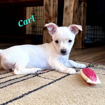 Carl -  Chihuahua Dog for Adoption in Monticello, Iowa - Carl | PetCurious