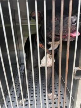 Mixed Breed Dogs Available for Adoption in Dallas, Texas - SQUIRT | PetCurious