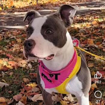Pit Bull Terrier Dogs Available for Adoption in Mooresville, Indiana - Moana | PetCurious