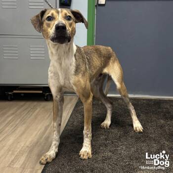 Shepherd Dogs Available for Adoption - Fizz | PetCurious