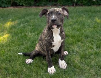 American Bulldog Dogs Available for Adoption in Thompson, Pennsylvania - ARNI | PetCurious
