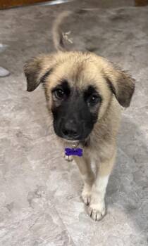 Ruby Gemstone -  Anatolian Shepherd Dog for Adoption in Waunakee, Wisconsin - Ruby Gemstone | PetCurious