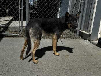 61661911 -  Australian Kelpie Dog for Adoption in Elko, Nevada - 61661911 | PetCurious