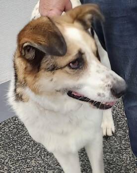 Rescue Collie and Sheep Dog Dogs for Adoption in Toronto, Ontario - Sky | PetCurious