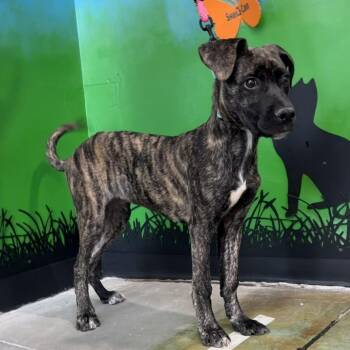 Cornbread -  Mixed Breed Dog for Adoption in Cheyenne, Wyoming - Cornbread | PetCurious