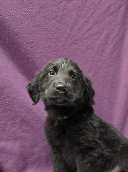 Kermit -  German Shepherd Dog and Mixed Breed Dog for Adoption in Roseville, California - Kermit | PetCurious