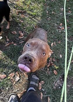 Rescue American Bully Dogs for Adoption in Brownstown, Indiana - Cocoa Bean | PetCurious