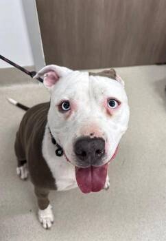 Pit Bull Terrier Dogs Available for Adoption in Baytown, Texas - SKYLAR | PetCurious