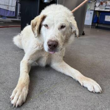 Mixed Breed Dogs Available for Adoption in Las Cruces, New Mexico - 106173 | PetCurious