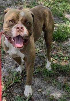 BRYSON -  American Bulldog and Mixed Breed Dog for Adoption in Fort Lauderdale, Florida - BRYSON | PetCurious